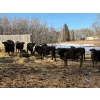 Image 3 : WA Ranches (University of Calgary) - 617# March Delivery Steers - 67 Head (Cochrane, AB)