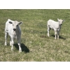 Image 3 : Cody & Brittany Black/Kirby & Cori Black - 525# October Steer Calves - 100 Head (Water Valley, AB)