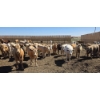 Image 4 : Ripple Rock Ranch - 720# April/May Delivery Heifers - 62 Head (Fincastle, AB)