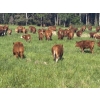 Image 4 : Rupert Farms - 880# November Delivery Weaned Steers - 69 Head (Lac du Bonnet, MB)