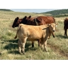 Image 11 : Kokay Farms Ltd. - 685# November Delivery Steer Calves - 120 Head (Rosemary, AB)