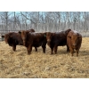 Image 3 : Winn Man Farms - 720# March Weaned Steers - 85 Head (Winnipegosis, MB)