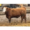 Image 5 : Brandt Boys Inc. - 1000# June Delivery Steers - 62 Head (Tolstoi, MB)