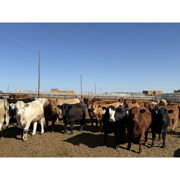 Westview Feeders - 870# Sept/Oct Delivery Heifers - 140 Head (Monarch, AB)