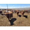 Image 6 : Cattlewood Farms Ltd. - 690# May Delivery Steers - 90 Head (Stirling, AB)