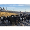 Image 2 : Franz Land & Cattle - 840# March Delivery Heifers - 75 Head (Medicine Hat, AB)