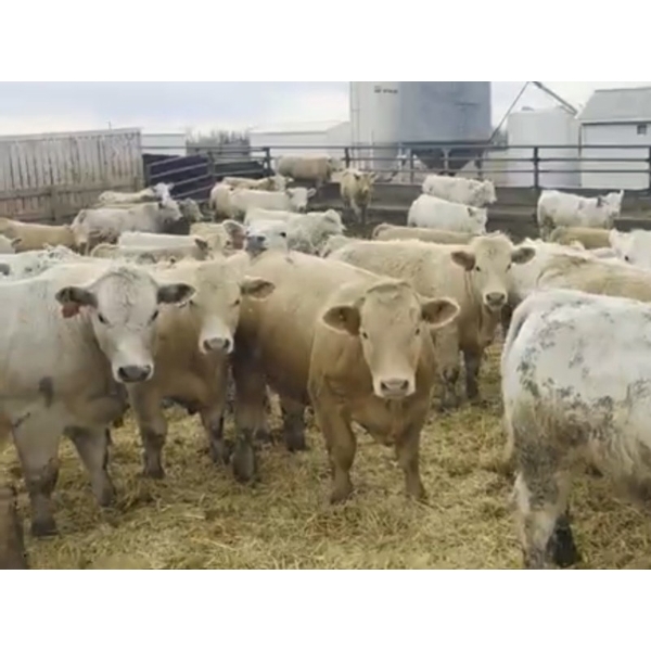 Terry Klassen & Jim Abel -  980# April Delivery Steers - 128 head (Stettler, AB)