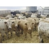 Image 1 : Terry Klassen & Jim Abel -  980# April Delivery Steers - 128 head (Stettler, AB)