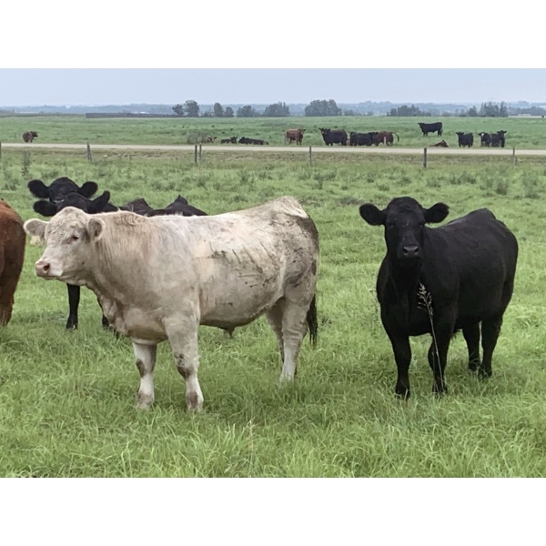 Broken Link Ranches - 1100# September Delivery  Grass Steers - 216 Head (Ponoka, AB)