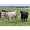 Image 1 : Broken Link Ranches - 1100# September Delivery  Grass Steers - 216 Head (Ponoka, AB)