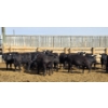 Image 7 : M.S. MacLean Livestock - 750# April Delivery Heifers - 51 Head (Coaldale, AB)
