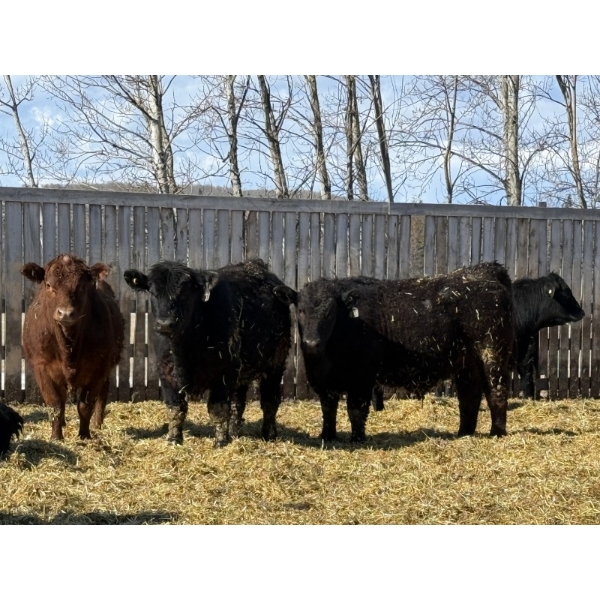 CS Livestock - 860# March Delivery Steers - 65 Head (Rimbey, AB)