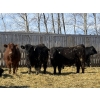 Image 1 : CS Livestock - 860# March Delivery Steers - 65 Head (Rimbey, AB)