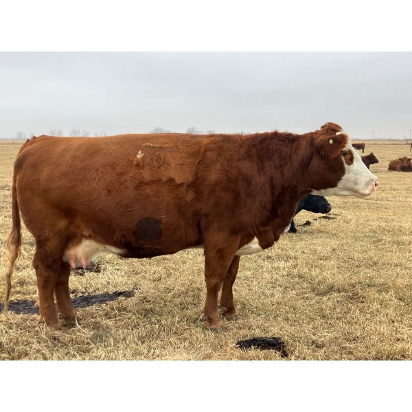 Jerri Fletcher - 3 RNK Cows (Pen 539)