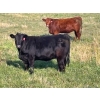 Image 4 : Terry Hines Livestock - 36 Black Angus Bred Heifers (Marwayne, AB)