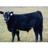 Leon Torkelson - 840# February Weaned Steers - 75 Head (Millicent, AB)