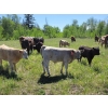 Image 3 : Joe & Elaine Ward - 680# October Delivery Heifer Calves - 16 Head (Kamloops, BC)