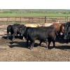 Image 8 : Turtleview Livestock - 900# June Delivery Steers - 56 Head (Goodlands, MB)