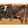 Image 7 : Justin Tateson - 950# February Delivery Steers - 65 Head (Scandia, AB)