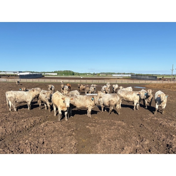 6U Cattle Company - 1010# June Delivery Steers - 62 Head (Manning, AB) VBP+