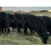 Image 2 : Delko & Sons & Lazy H Ranch - 10 Black Angus X February/March Calving Bred Heifers (Entwistle, AB)