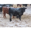Image 7 : Bill Devos - 680# March Delivery Steers - 80 Head (Fork River, MB)