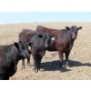 Image 7 : Marsh Ranches Ltd. (Marsh 99 Ranch) - 750# May Delivery Heifers - 140 Head (Southey, SK) VBP+