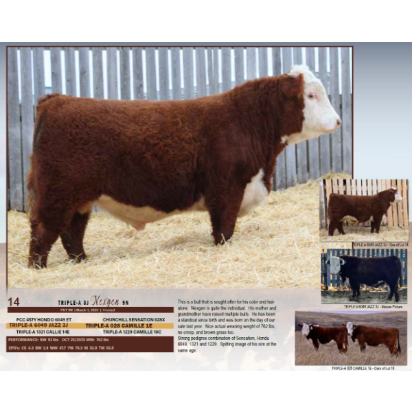 Triple-A 3J Nexgen 9N