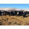Image 2 : Bircham Ranch - 870# March Delivery Steers - 205 Head (Piapot, SK)