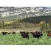 Image 7 : Kingsclere Ranch - 570# October Delivery Steer Calves - 100 Head (Parson, BC)