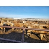 Image 6 : Forbes Bros. Ranching - 830# March Delivery Heifers - 265 Head (Senlac, SK)
