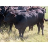 Image 7 : L & J Ranch - 840# Sept/Oct Delivery Grass Heifers - 80 Head (Harptree, SK)