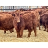 Image 3 : Meyer Cattle Inc. - 580# December Delivery Weaned Heifers - 50 Head (Lethbridge, AB)