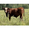 Image 4 : Mike & Kelly Petersen - 760# October Delivery Steer Calves - 82 Head (Sundre, AB)