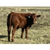 Image 7 : Clear Lake Farming Co. - 650# October Delivery Steer Calves - 60 Head (Stavely, AB)