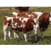 Image 6 : Craigmyle Colony - 750# October Delivery Steer Calves - 80 Head (Craigmyle, AB)