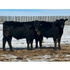 Image 6 : Sturgeon River Ranch - 725# March Delivery Steers - 85 Head (Rockyford, AB)
