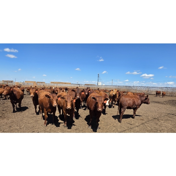 Cattlewood Farms Ltd. - 810# June/July Delivery Heifers - 77 Head (Fincastle, AB)