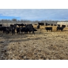 Image 6 : South Island Farms - 860# February Delivery Steers - 300 Head (Bow Island, AB)