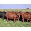 Image 5 : C.O. Johnson & Sons Ranches  - 876# September Delivery Grass Heifers - 123 Head (Scandia, AB) VBP+