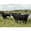 Image 2 : Aspen Terra Inc. - 980# Sept/Oct Delivery Grass Heifers - 64 Head (Lundar, MB)