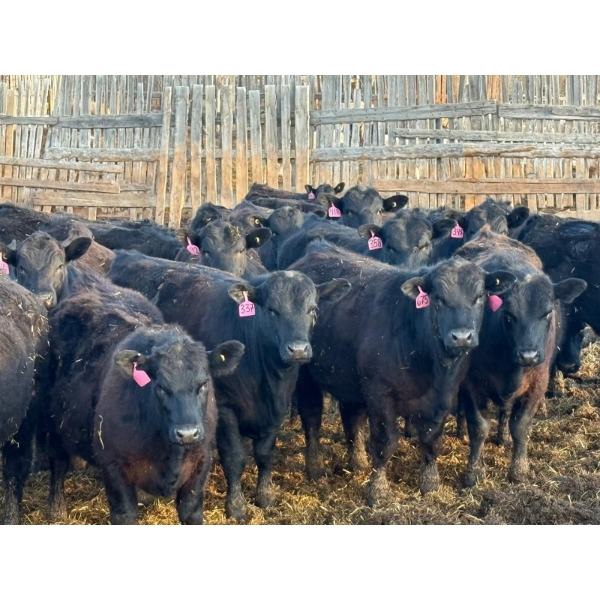 Rob Mossey - 940# April Delivery Steers - 66 Head (Vauxhall, AB)