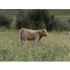 Image 4 : Lindy Greig - 535# Sept/Oct Delivery Heifer Calves - 37 Head (Nanton, AB)