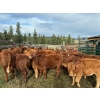 Image 3 : Bob & Donna, Nikita Leavitt - 540# October Delivery Heifer Calves - 30 Head (Kamloops, BC) VBP+
