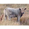 Image 8 : GW Murray Ranches - 515# October Delivery Steer Calves - 115 Head (Tompkins, SK)