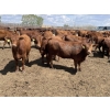 Image 2 : Lone Star Cattle Co. - 980# June Delivery Heifers - 215 Head (Strathmore, AB)