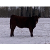 Image 5 : Don & Mike Petersen - 580# November Heifer Calves - 75 Head (Sundre, AB)