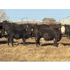 Image 5 : Lance & Lisa Howg - 760# October Delivery Steer Calves - 80 Head (Enchant, AB)