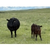 Image 6 : Paragon Ranch - 515# Sept/Oct Delivery Steer Calves - 110 Head (Bengough, SK)