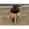 Image 14 : South Ridge Simmentals - 20 Red/Red X 1st Calf Pairs (Picture Butte, AB)